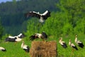 Group of White Storks feeding on wetlands in a spring nesting period